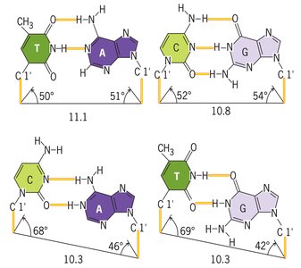 DNA base pair geometry