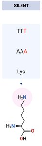 Silent mutation example