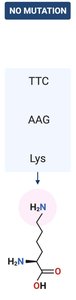 No mutation example