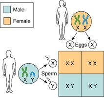 Diagram of X and Y chromosome inheritance in humans