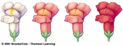 Spectrum of flower colors due to allelic series