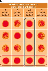 Blood transfusion compatibility table