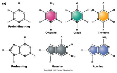 Structures of purine and pyrimidine bases