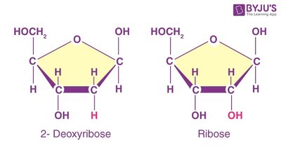 Comparison of deoxyribose and ribose sugars