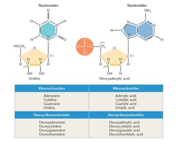 Structures of nucleosides and nucleotides