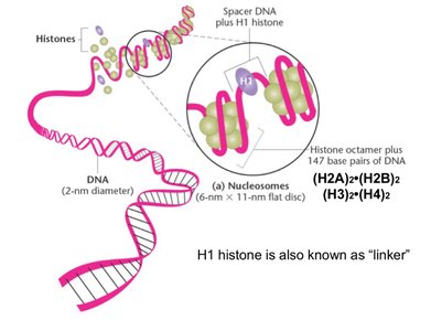 Nucleosome structure and histone organization