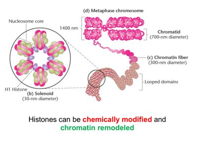 Chromatin fiber and solenoid structure