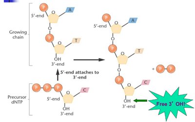 DNA chain elongation and phosphodiester bond formation