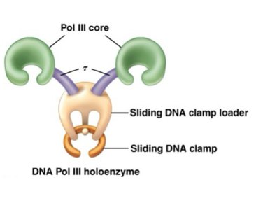 DNA Pol III holoenzyme structure