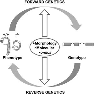 Schematic of the genotype-phenotype link: Forward and reverse genetic approaches