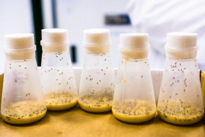 Dominant and recessive screening in mice