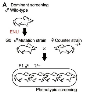 Recessive screening in mice