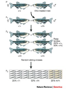 Genetic linkage map example