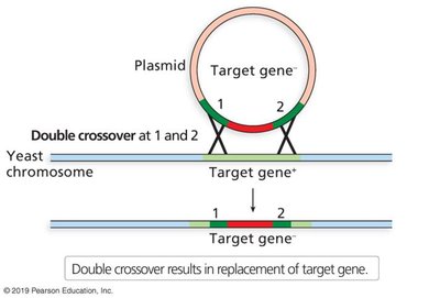 Homologous recombination in yeast
