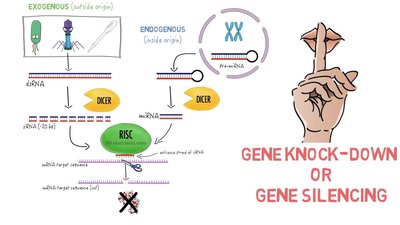 RNA interference mechanism