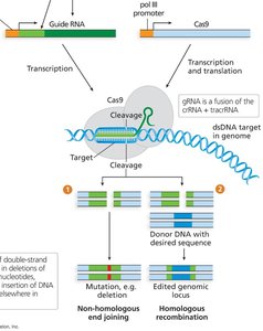 CRISPR-Cas9 gene editing mechanism