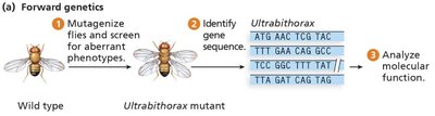 Forward genetics workflow: mutagenesis, screening, gene identification