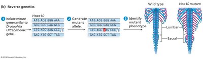 Reverse genetics workflow: gene targeting and phenotype analysis