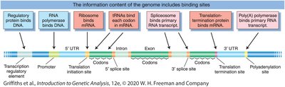 Diagram showing gene structure and binding sites