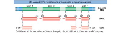 Diagram showing cDNA and EST alignment with genomic DNA