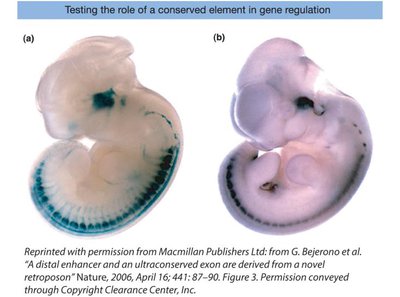 Embryo images showing reporter gene expression
