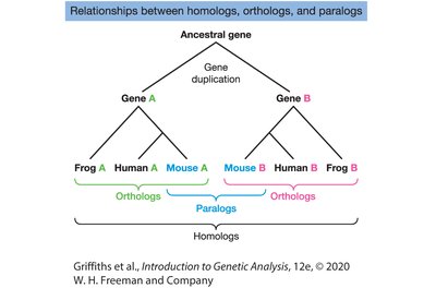 Gene tree showing relationships between homologs, orthologs, and paralogs