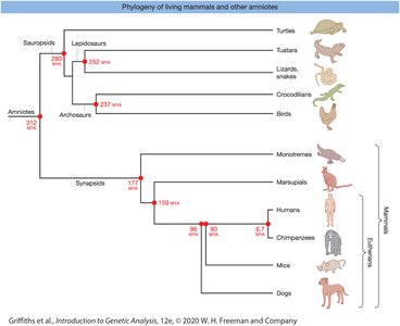 Phylogenetic tree of mammals and other amniotes