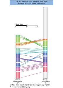 Syntenic regions between mouse and human chromosomes