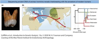 Map and tree showing Denisovan ancestry in modern humans
