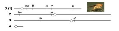 Drosophila chromosome map with linkage groups
