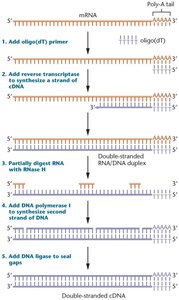 Human reference genome composition