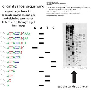Sanger sequencing gel and readout