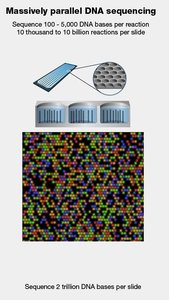 Massively parallel DNA sequencing
