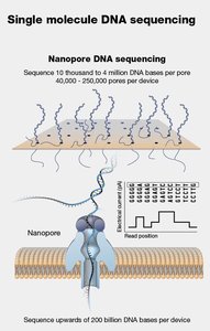 Single molecule DNA sequencing (Nanopore)