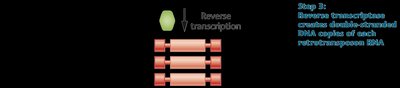 Copia insertion causing mutant eye color in Drosophila