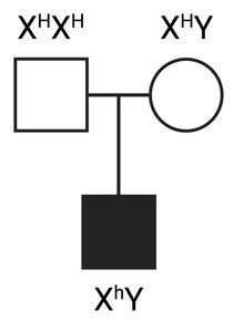 Pedigree showing X-linked inheritance of hemophilia due to LINE-1 insertion
