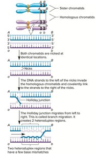 Detailed steps of Holliday junction migration and heteroduplex formation