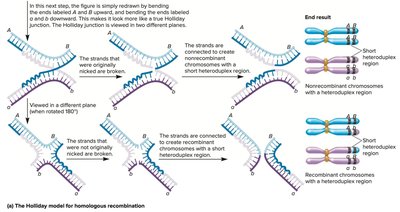 Holliday model for homologous recombination outcomes