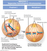 Meiosis I: Prophase I and Metaphase I