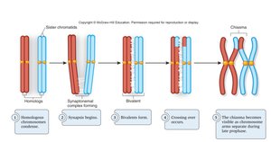 Crossing over during Prophase I