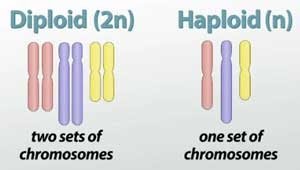 Diploid vs Haploid chromosome sets