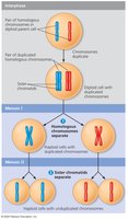 Meiosis II stages and chromatid separation