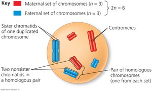 Homologous chromosome pairs and chromatids