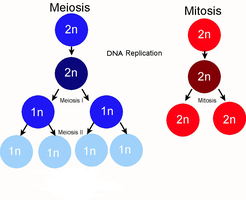 Meiosis vs Mitosis comparison