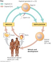 Meiosis and fertilization in human life cycle