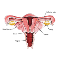 Female reproductive system: site of oogenesis