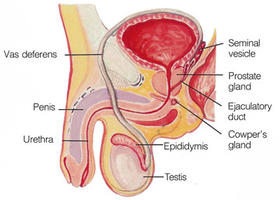 Male reproductive system: site of spermatogenesis
