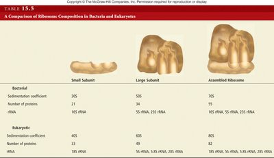 Comparison of ribosome composition in bacteria and eukaryotes