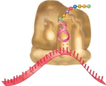 Ribosome structure with A, P, and E sites
