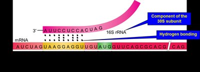 Bacterial initiation with Shine-Dalgarno sequence